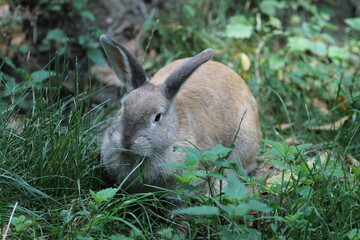 Little light brown rabbit in grass.
