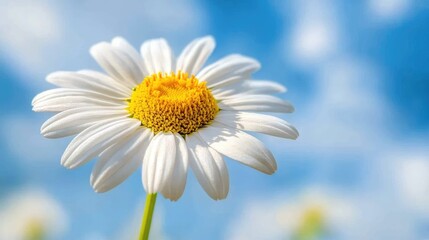 Fototapeta premium A macro shot of a daisy flower, with its bright white petals and vibrant yellow center, standing out against a blurred background