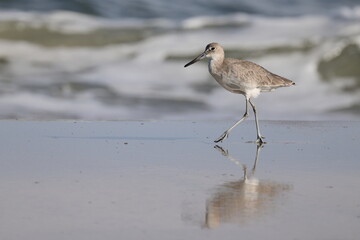Sand piper bird in surf at the beach