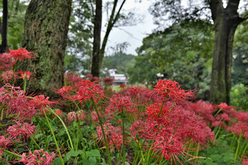 巾着田曼珠沙華公園の彼岸花
