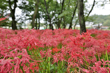 巾着田曼珠沙華公園の彼岸花
