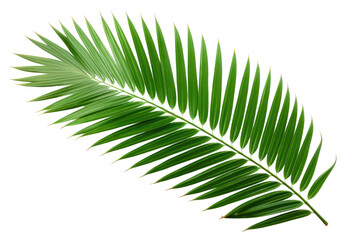 Obraz premium PNG Plant green leaf fern.