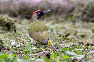 Picchio verde