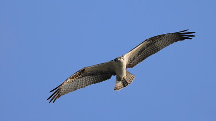 Osprey inflight hunting prey