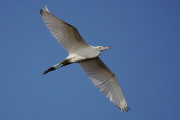 Obraz premium Great white egret inflight against blue sky