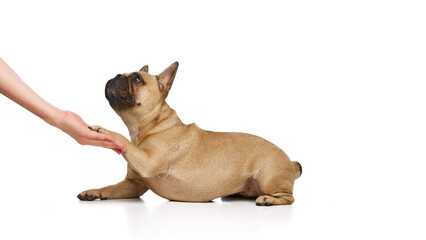 Little pug gives paw to unrecognizable person, its owner against white studio background. Playful curious French bulldog. Concept of grooming and veterinary services, canine food, pets fashion. Ad