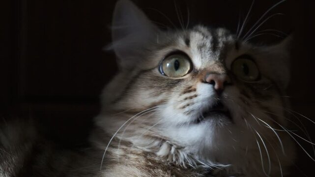 A wary and frightened cat carefully watches something mysterious in the moonlight at night	