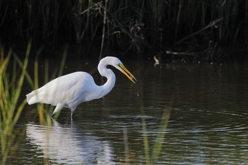 Great white egret in saltwater marsh
