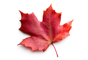 Obraz premium Canadian natural leaf scene on a white background