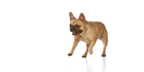 Tan pug running with mouth open, looking excited against white studio background. Purebred funny dog. Copy space. Concept of grooming and veterinary services, canine food, pets fashion. Ad