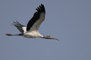 Large wood stork with green feathers inflight © Mark