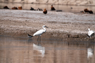 Egretta garzetta, bird, water, seagull, nature, gull, sea, animal, birds, wildlife, beach, ocean, flight, flying, seagulls, coast, sand, wing, fly, beak, wild, shore, feather, lake