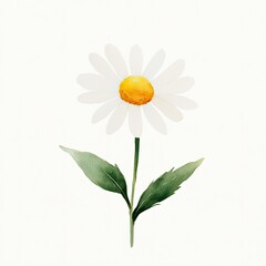 Simple Watercolor Daisy Flower Illustration