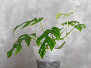 Monstera en pot devant un fond gris © Elimage