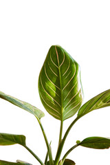 Close up of Aglaonema rotundum tiger leaves under the afternoon sunlight isolated on white background