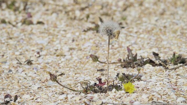Growth phenotype of plant. Probably Common dandelion (flowers and fruits), but a stunted phenotype on a windy shell beach harsh conditions on the shore of the Sea of Azov. Crimea