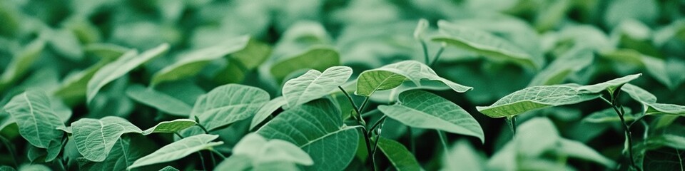 Obraz premium Creative pattern illustrating a vibrant soybean plantation flourishing with healthy green plants spread across the fields. This composition emphasizes the thriving agricultural landscape, making it a