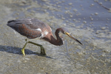 Tricolor heron hunting in saltwater marsh reeds