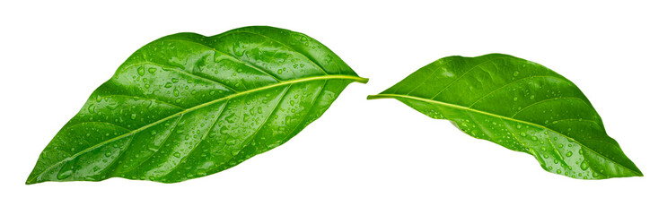Water drops splashing on green leaf isolated on white background. Noni indian mulberry leaf.