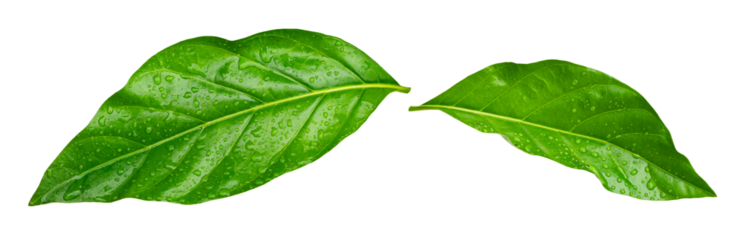 Water drops splashing on green leaf isolated on white background. Noni indian mulberry leaf.