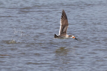 Black skimmer birds skimming eating small fish on water