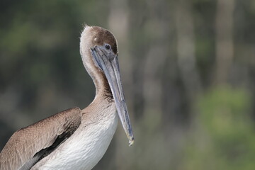 Brown pelican closeup with blurry water background. 