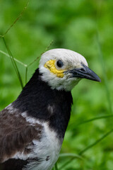 close up of a bird