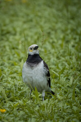 bird of prey