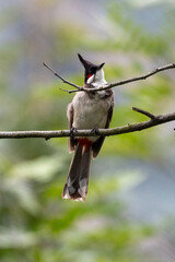 Bird on a Branch