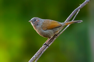 A Brown Cheeked Fulvetta bird perched on a small branch