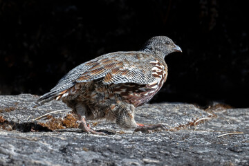 A rare Snow Partridge bird waling on the small rock