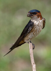 REad Rumped Swallow perched on a small branch