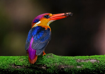 Oriental Dwarf Kingfisher bird perched with a small kill 