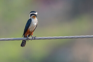 A Collard Falconet bird perched on a wire