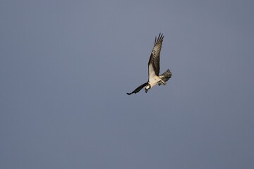 Osprey soaring hunting for prey blue sky. 