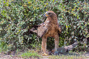 A Long legged Eagle perched 