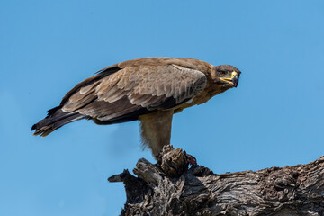 A Steppe Eagle in Flight