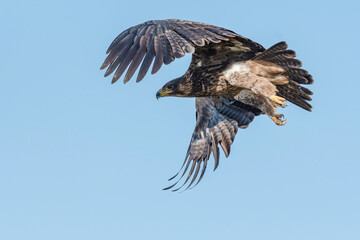 A Steppe Eagle in Flight