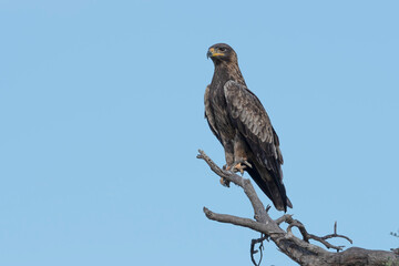 A Steppe Eagle in Flight