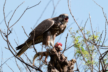 A Lager falcon with killed spine tailed lizzard