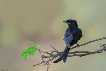 A Black Drogo perched on a tree branch