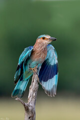 Indian Roller bird in about to fly