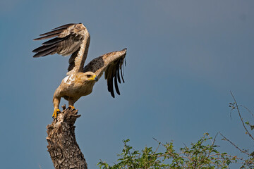 A Steppe Eagle about to take flight