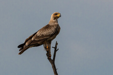 A Steppe Eagle about to take flight