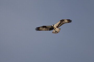 Osprey souring hunting for prey against blue sky. 