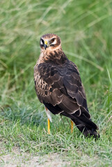 Montagu's Harrier bird perched on a ground