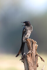 A Juvenile Black drongo perched and singing