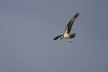 Osprey souring hunting for prey against blue sky. 