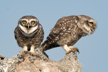 A Pair of Spotted Owl calling