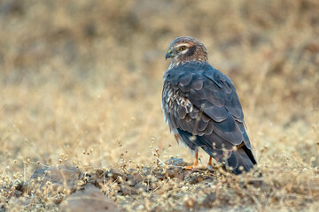 Montagu's Harrier bird closeup perched